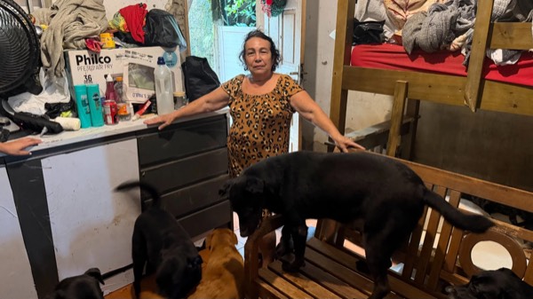 Cão olhando para a câmera